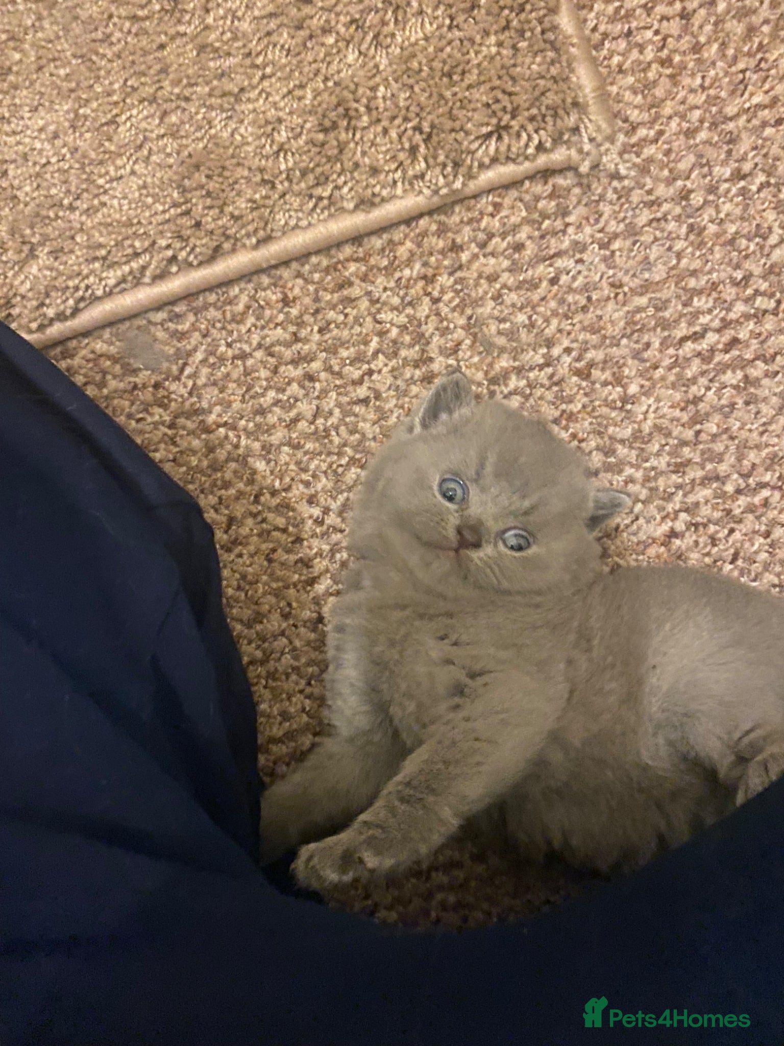 British Shorthair cats for sale:  There are four beautiful British short hair - Advert 2