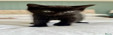 Ragdoll 2