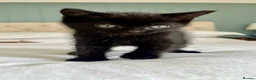 Ragdoll cats for sale: Friendly well handled black ragdoll x short hair  - Advert 10