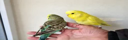 Budgerigars birds for sale: Silly hand tamed budgies  - Advert 2