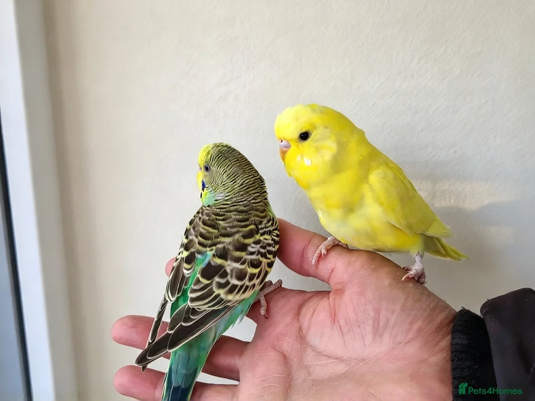 Budgerigars birds for sale: Silly hand tamed budgies  - Advert 2