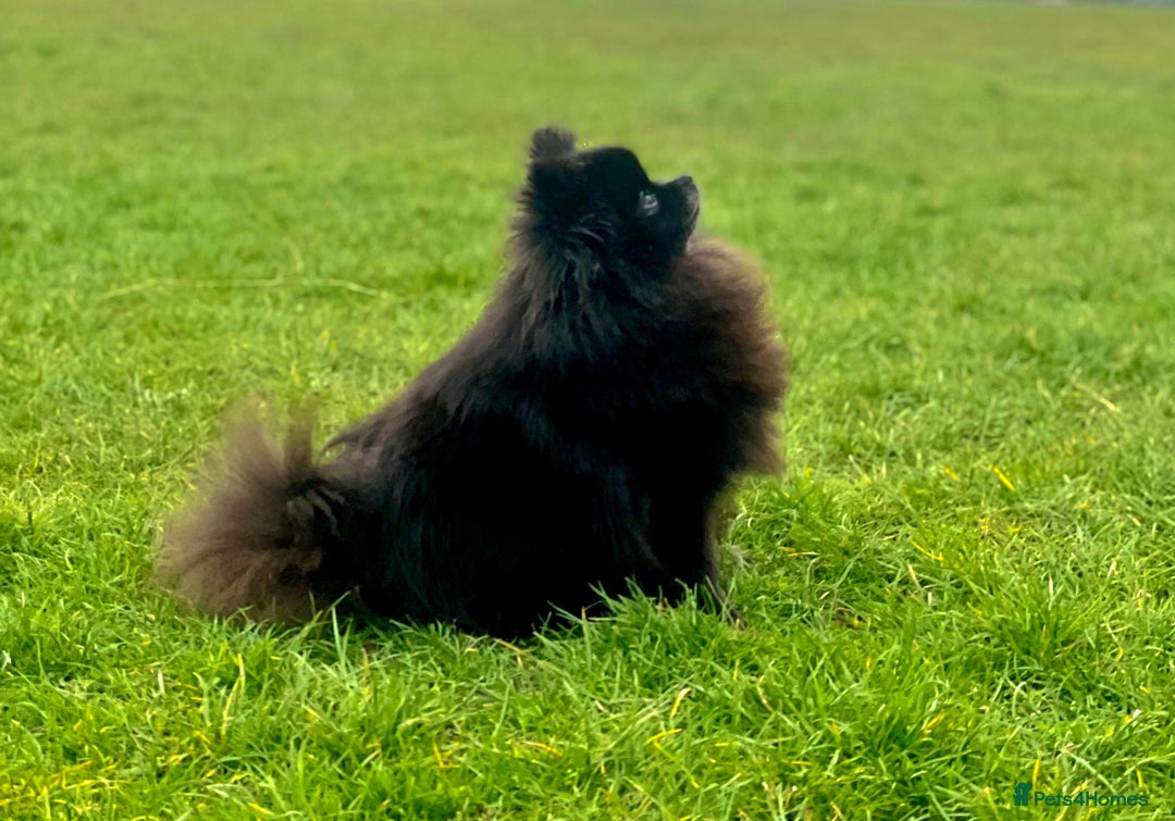 Pomeranian dogs for sale: RARE colour CHAMPION line Pomeranian puppy Pup - Advert 24