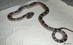 Corn Snake reptiles for sale: 2025 Scaleless cornsnakes  - Image 5