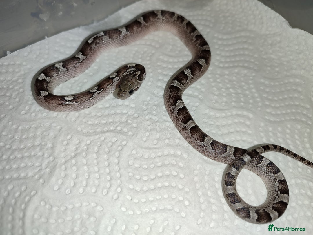 Corn Snake reptiles for sale: 2025 Scaleless cornsnakes  - Image 5