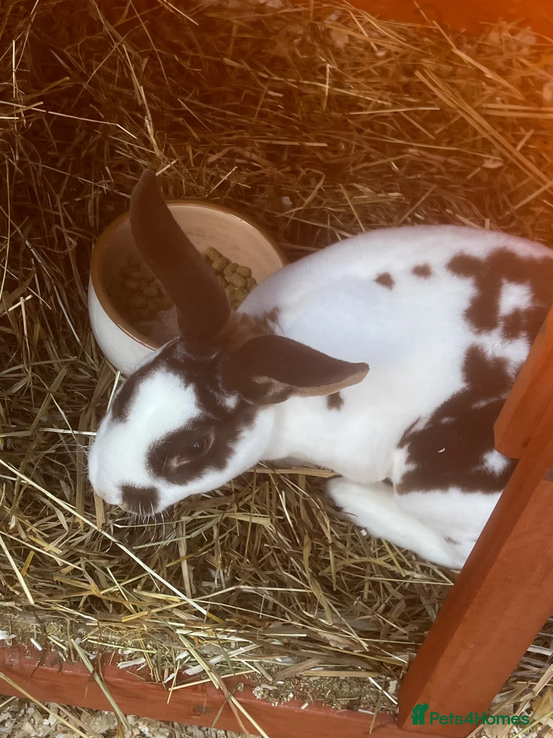 Rex rabbits for sale: Rex rabbits and hutches.  in Birmingham - Advert 9