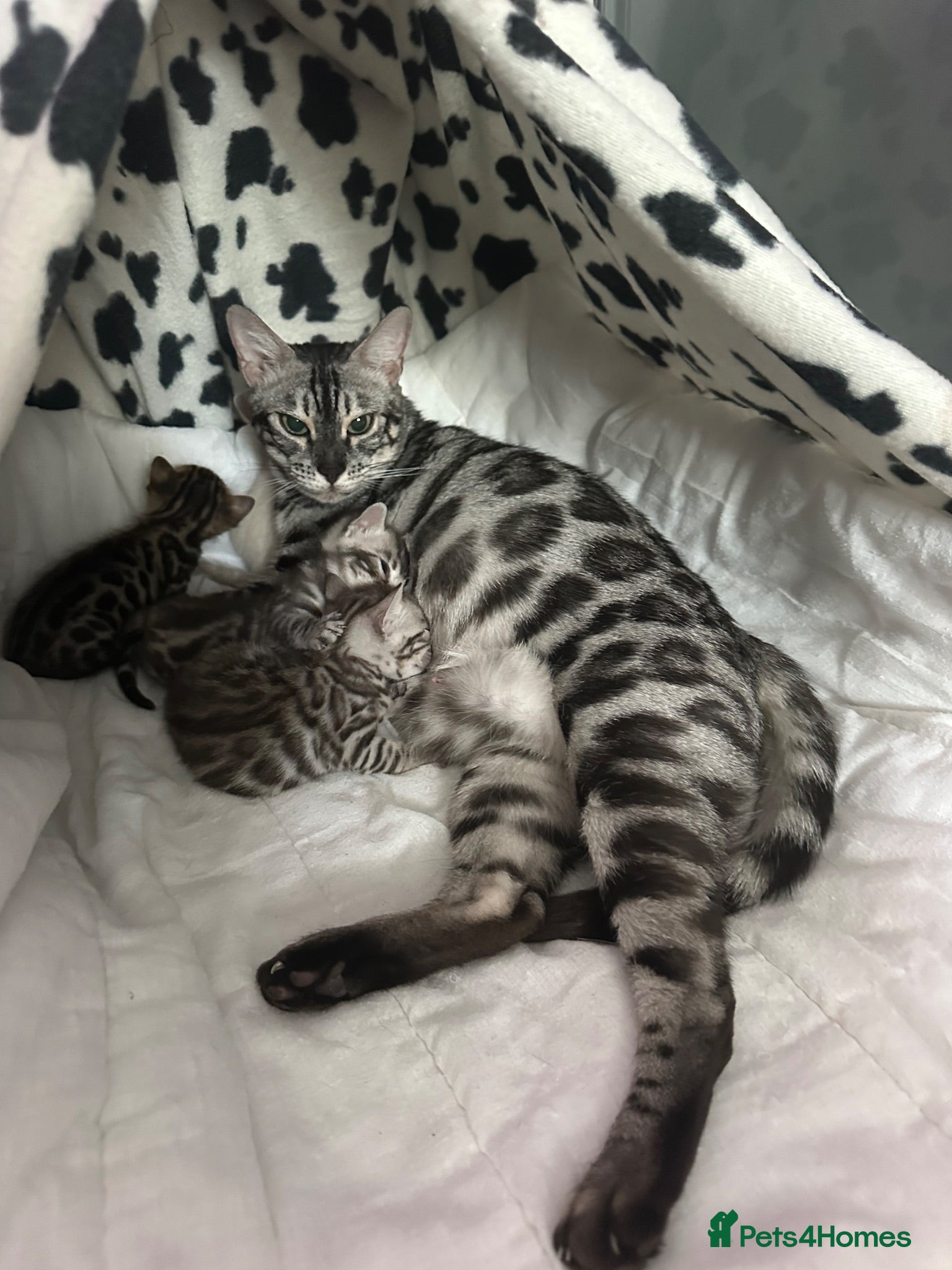Bengal cats Two beautiful Bengal Girls  - Advert 1