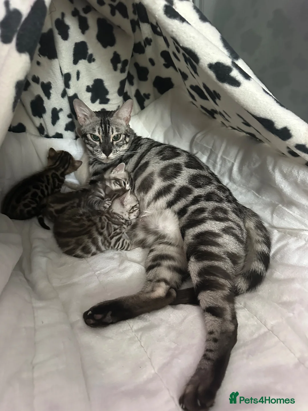 Bengal cats for sale: Two beautiful Bengal Girls  - Advert 1