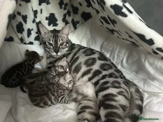 Bengal cats Two beautiful Bengal Girls - Advert 1