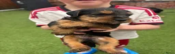 Patterdale Terrier dogs for sale: 🔥🔥ROSIE & BOBS LITTER🔥🔥 in Liverpool - Advert 8