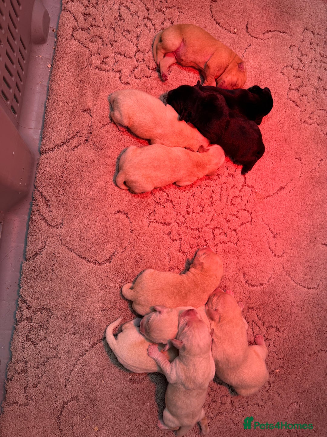 Labrador Retriever dogs for sale: KC Registered Labrador Puppies - Advert 1