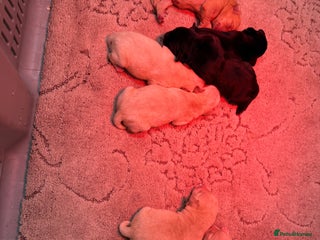 Labrador Retriever dogs KC Registered Labrador Puppies - Advert 1