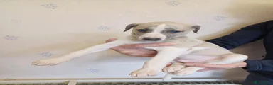 Whippet 4