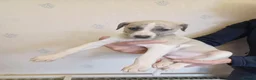 Whippet dogs for sale: Beautiful Pedigree Whippet Puppies  - Advert 16