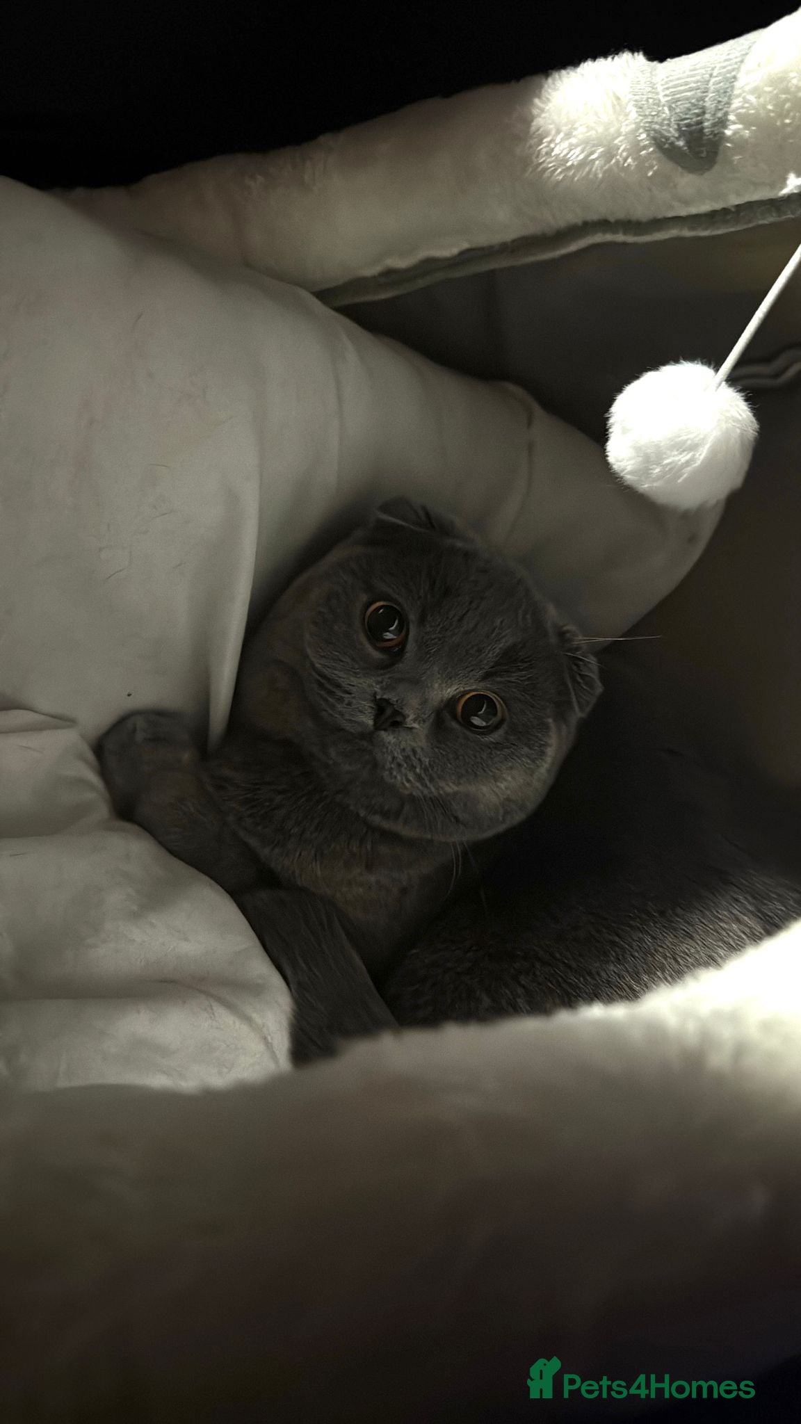 Scottish Fold cats Scottish Fold Female for sale - Advert 2