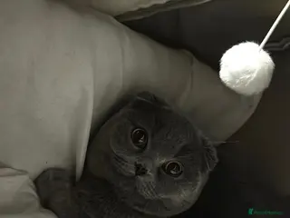 Scottish Fold cats Scottish Fold Female for sale - Advert 2