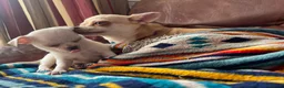 Chihuahua dogs for sale: Meet the Magnificent 7 - Advert 9