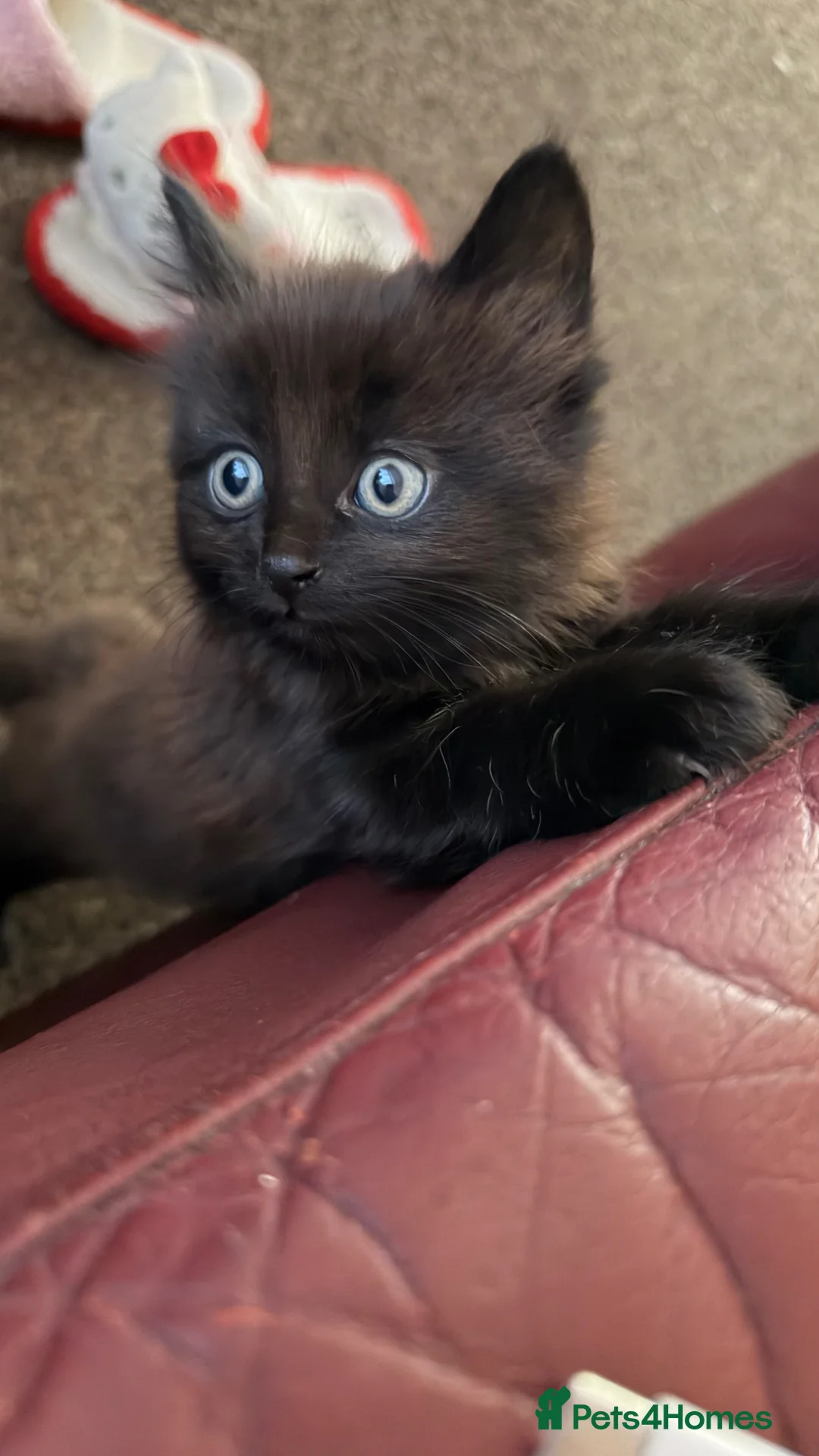 Mixed Breed cats for sale: Ready to leave girl - Advert 2