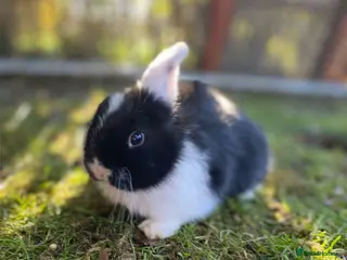 Mini Lop rabbits + Eight gorgeous mini lops for sale + - Advert 18