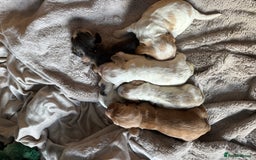 Cocker Spaniel dogs for sale: Exceptional litter of Show Type Cocker Spaniels - Image 5