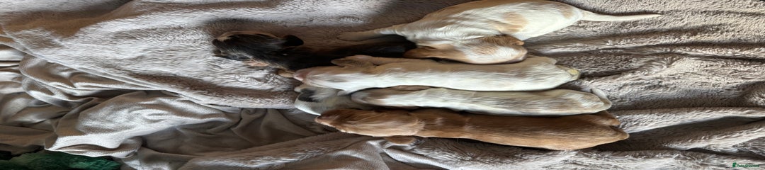 Cocker Spaniel Puppy 1