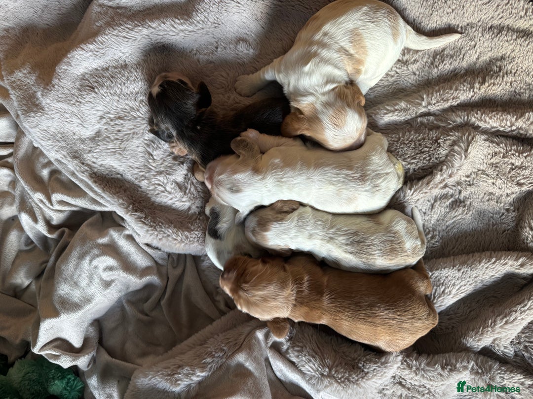 Cocker Spaniel dogs for sale: Exceptional litter of Show Type Cocker Spaniels - Image 5