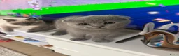 Scottish Fold cats for sale: Scottish fold kitten  - Advert 4