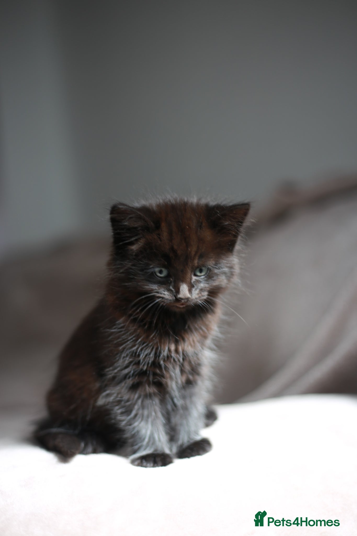 Mixed Breed cats ADORABLE KITTENS - Advert 2