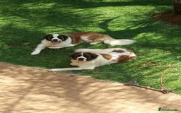 Saint Bernard dogs for sale: “Meet my adorable puppies - Ready for New Homes! ” - Image 4