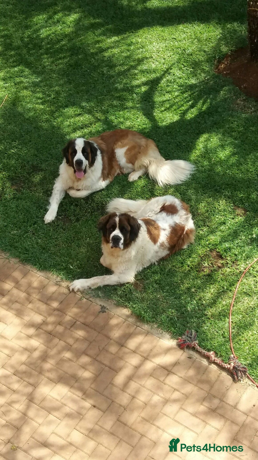 Saint Bernard dogs for sale: “Meet my adorable puppies - Ready for New Homes! ” - Image 4
