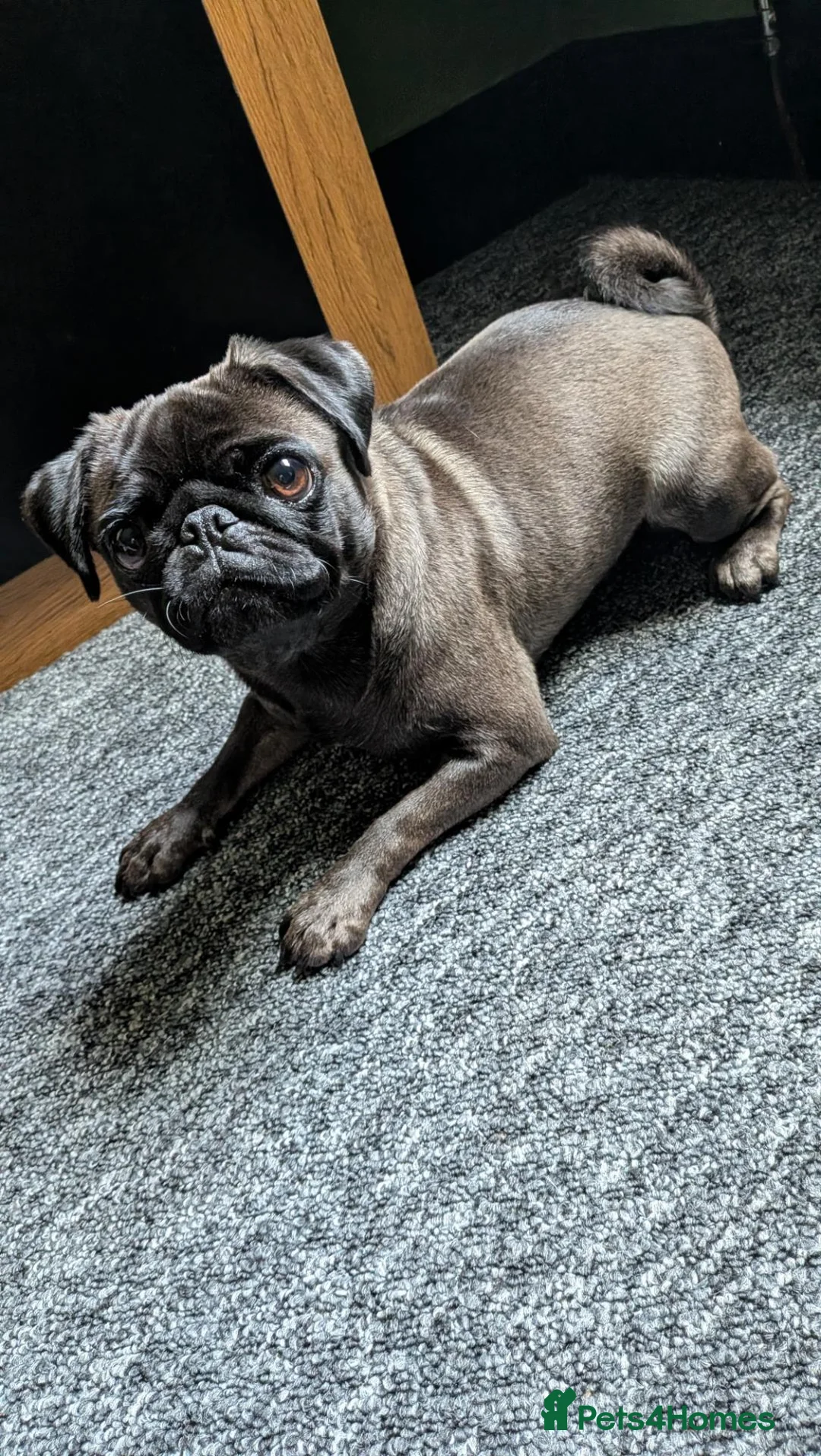 Pug dogs for sale: Beautiful platinum pug  in Lanark - Advert 2