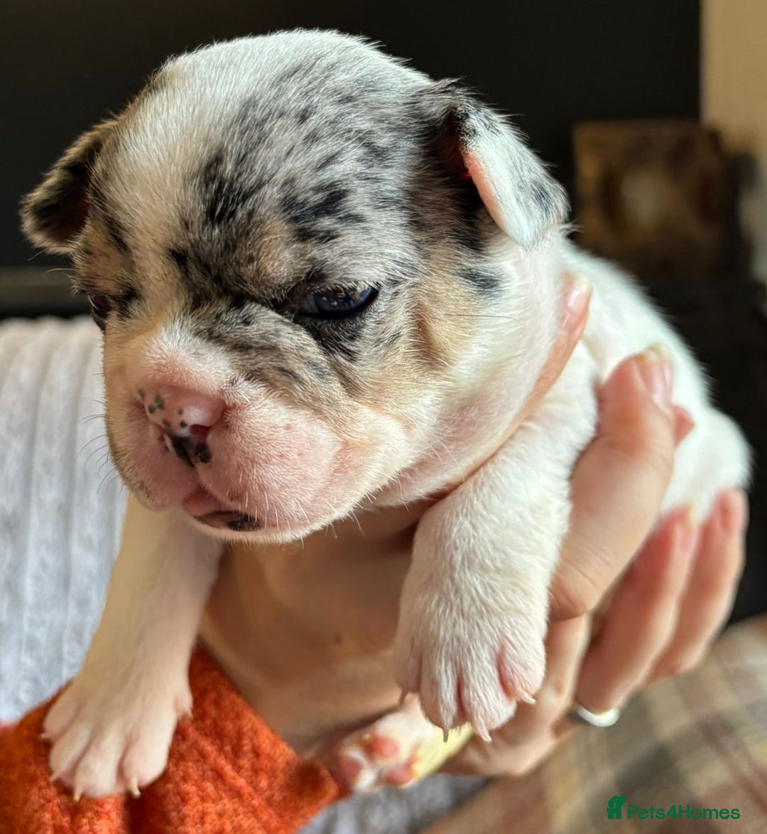 French Bulldog dogs for sale: 9 Beautiful French Bulldog Puppies for Sale - Image 12