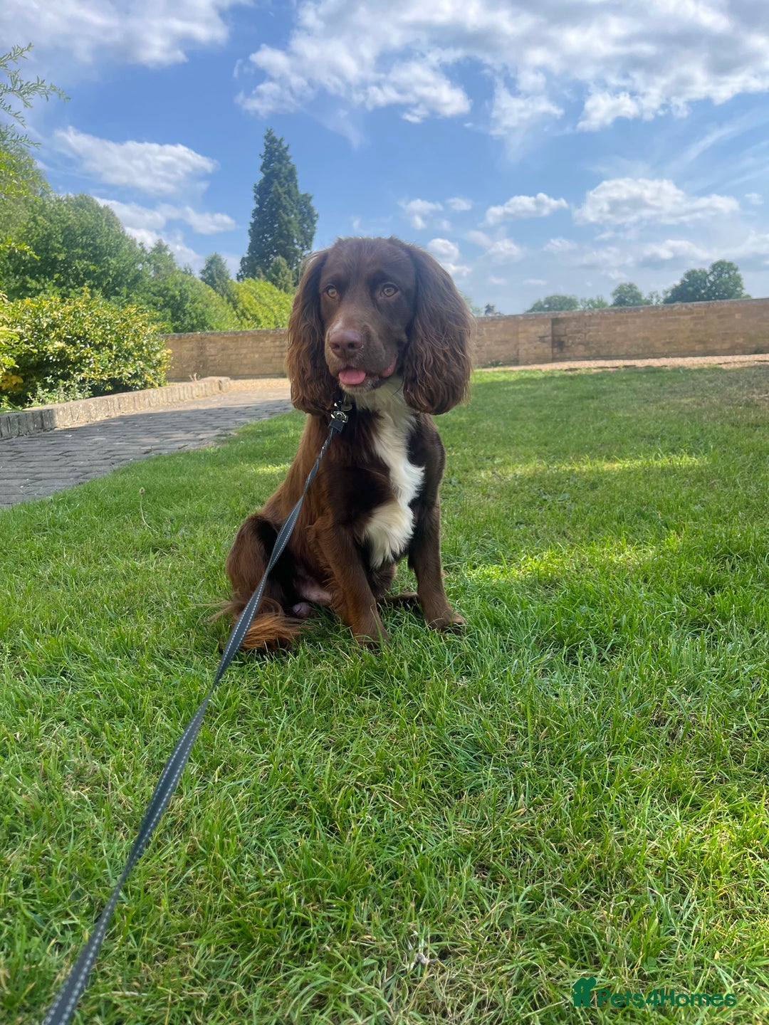 Cocker Spaniel dogs for stud: Working cocker spaniel available for stud  - Image 2