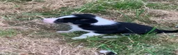 Border Collie dogs for sale: Border collie puppies  - Advert 15