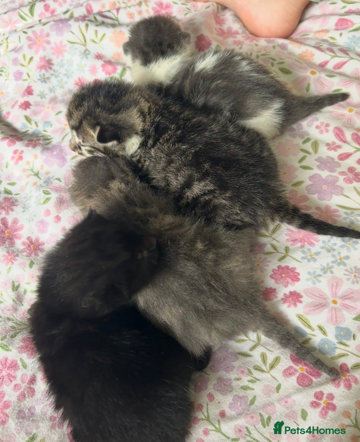 Mixed Breed cats 4 beautiful kittens for sale - Advert 13