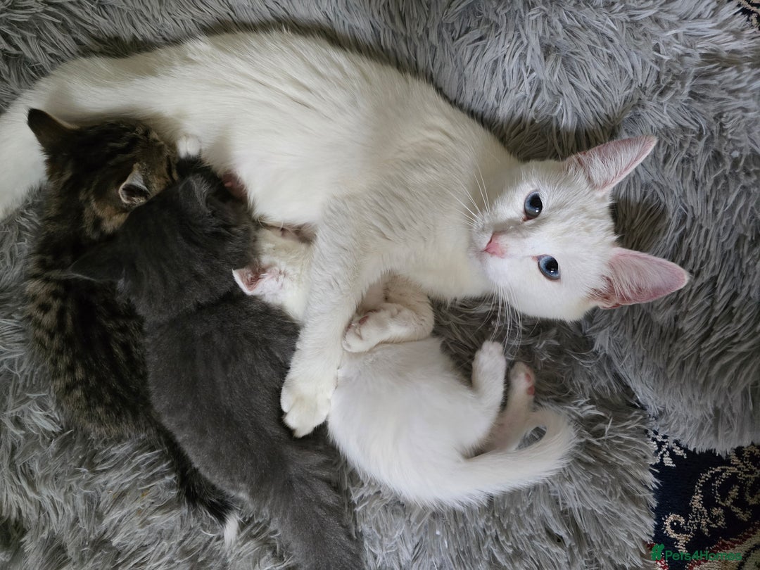 British Longhair cats for sale: 🐾 ADORABLE KITTENS FOR SALE 🐾 - Image 3