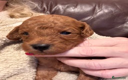 Cavapoo dogs for sale: Gorgeous F1b toy cavapoos - Image 2