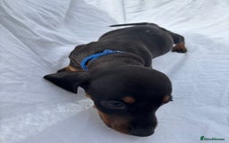 Dachshund dogs for sale: miniature dachshund   - Image 3