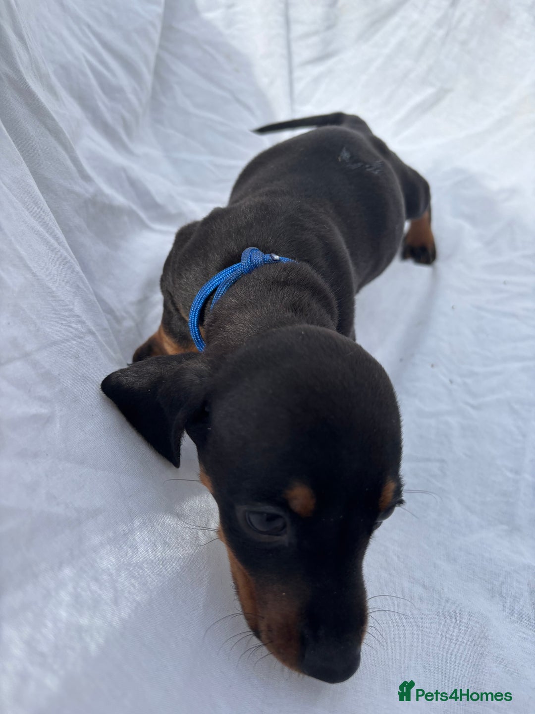 Dachshund dogs for sale: miniature dachshund   - Image 3
