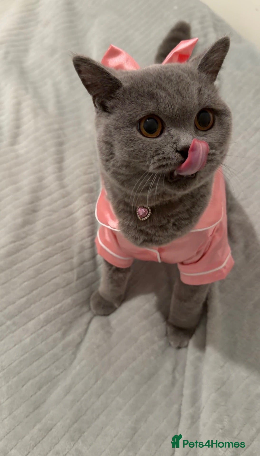 British Shorthair cats Friendly Female British Shorthair  - Advert 2