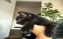 Mixed Breed cats for sale: 🐾 Adorable boy & girl 🐾 - Image 23