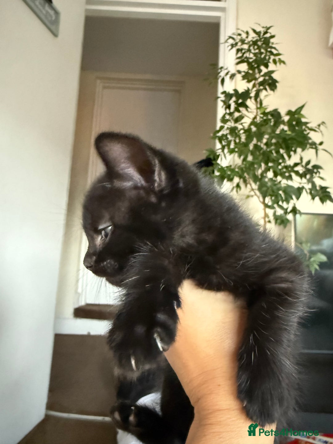 Mixed Breed cats for sale: 🐾 Adorable boy & girl 🐾 - Image 23