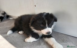 Border Collie dogs for sale: KC Registered Border Collie Puppies - Image 7