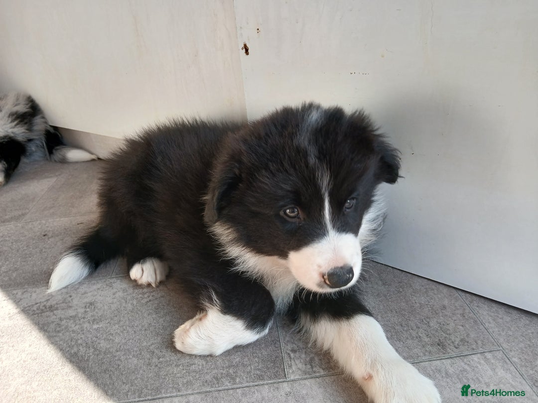 Border Collie dogs for sale: KC Registered Border Collie Puppies - Image 7