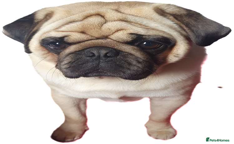 Pug dogs - Advert 1