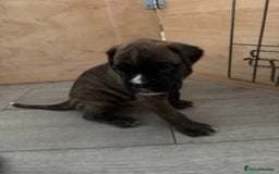 Boxer dogs for sale: Boxer pups looking for forever homes 🐶❤️ - Image 5