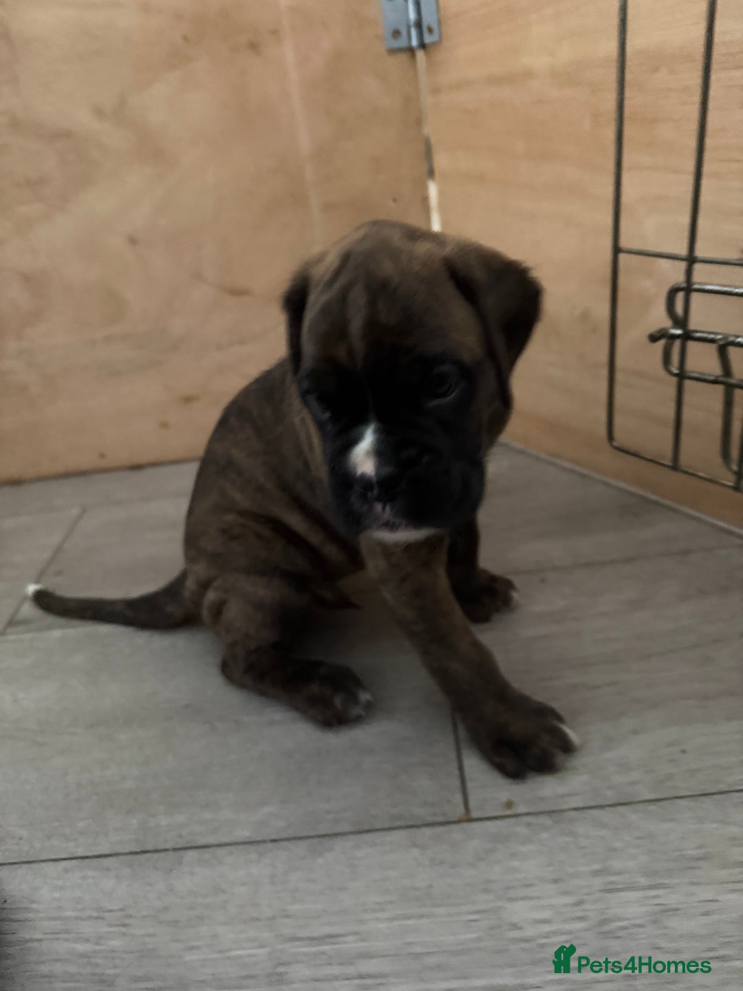 Boxer dogs for sale: Boxer pups looking for forever homes 🐶❤️ - Image 5
