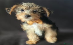 Yorkshire Terrier dogs for sale: Yorkshire Terrier Puppy 4 - 4 beautiful yorkie puppies  - Image 5