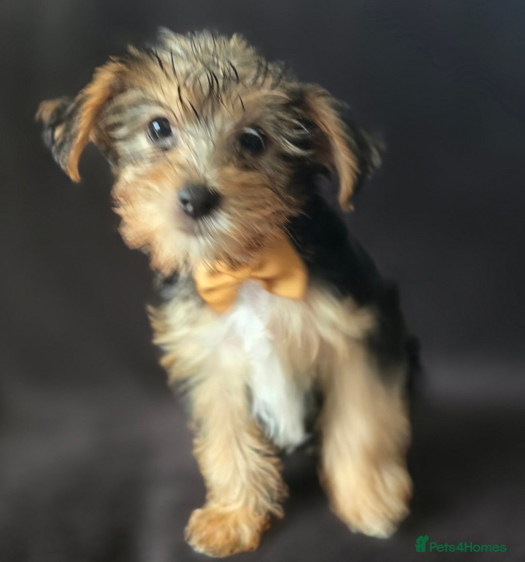 Yorkshire Terrier dogs for sale: Yorkshire Terrier Puppy 4 - 4 beautiful yorkie puppies  - Image 5