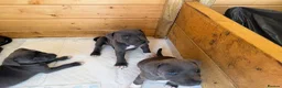 Staffordshire Bull Terrier dogs for sale: Blue staffordshire bull terrier puppies - Advert 11