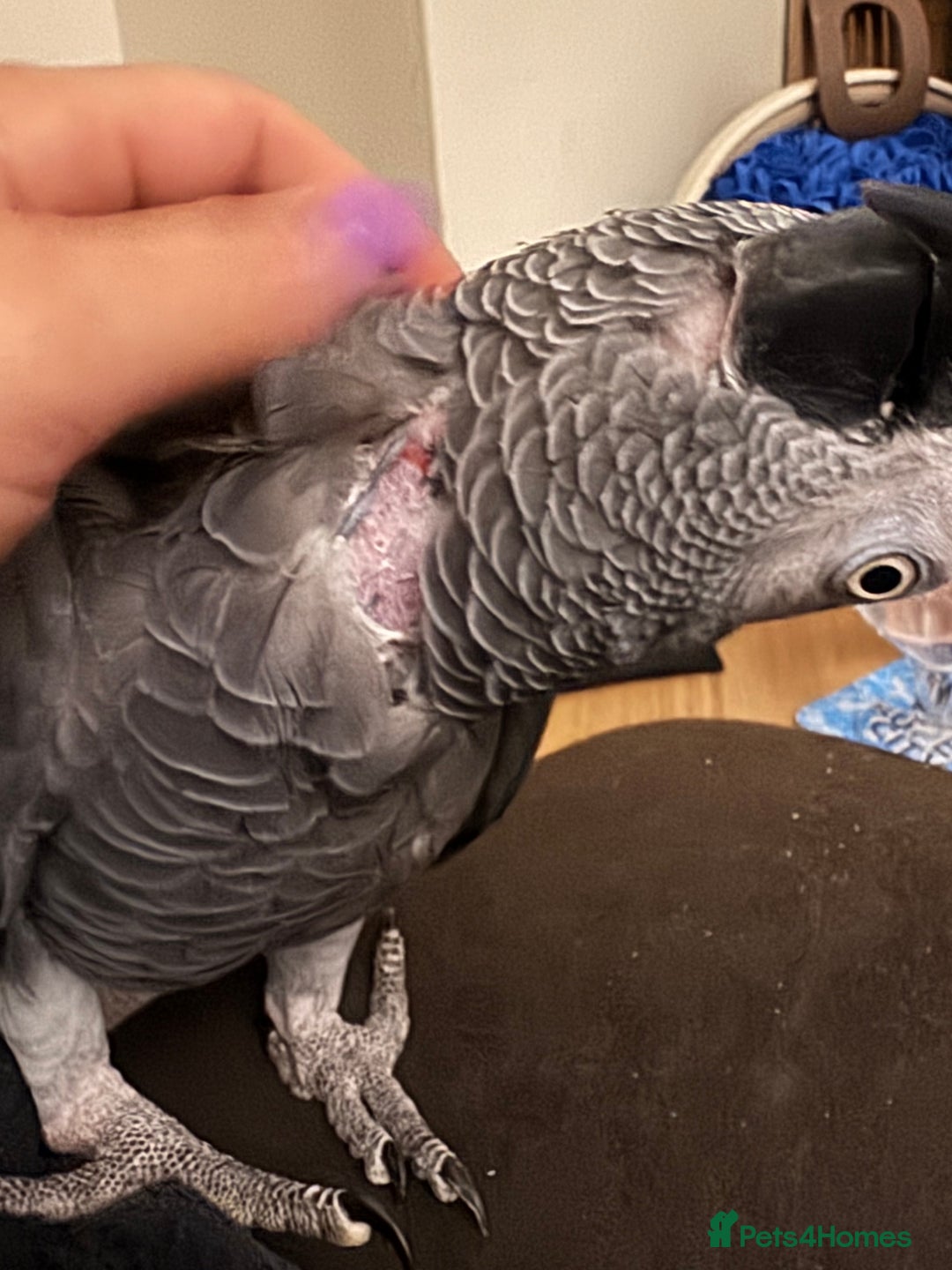 Parrots birds for sale: African grey parrot – Smokey – Loving Home Wanted - Advert 5